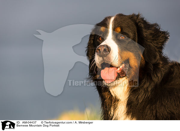 Bernese Mountain Dog Portrait / AM-04437