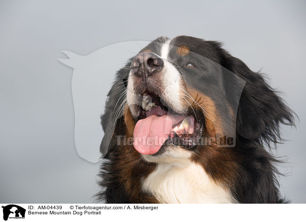 Bernese Mountain Dog Portrait / AM-04439