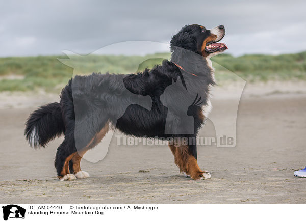 standing Bernese Mountain Dog / AM-04440