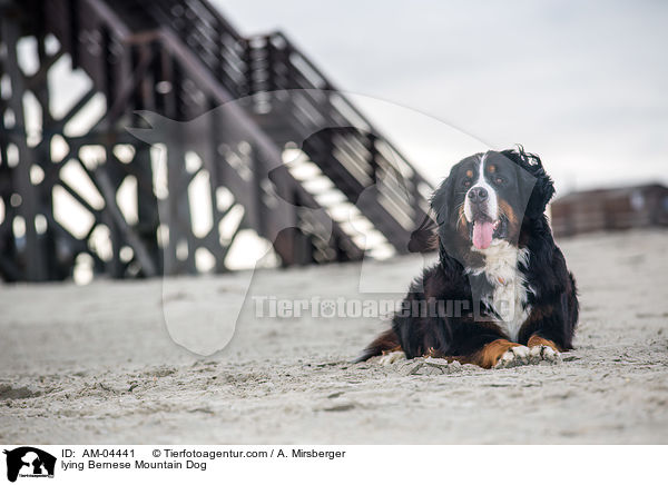 lying Bernese Mountain Dog / AM-04441