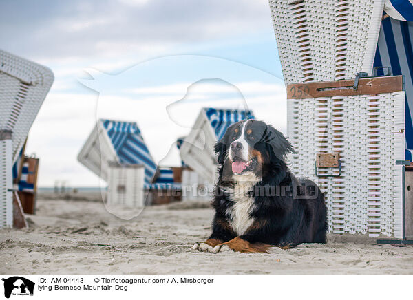 lying Bernese Mountain Dog / AM-04443