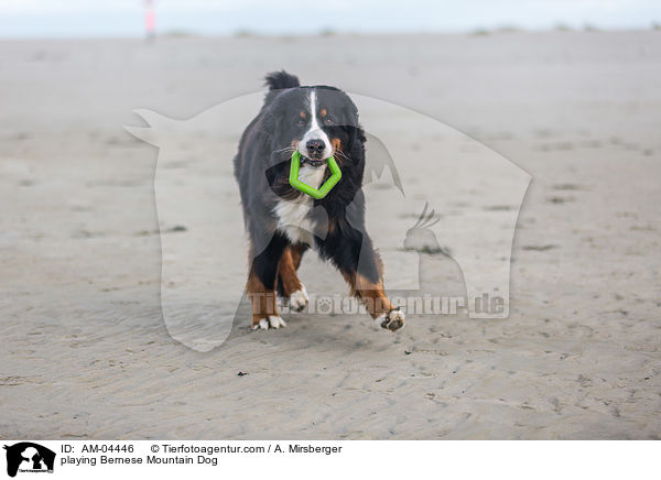 playing Bernese Mountain Dog / AM-04446