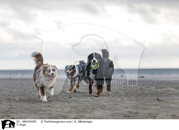 3 dogs / AM-04450