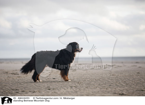 standing Bernese Mountain Dog / AM-04453