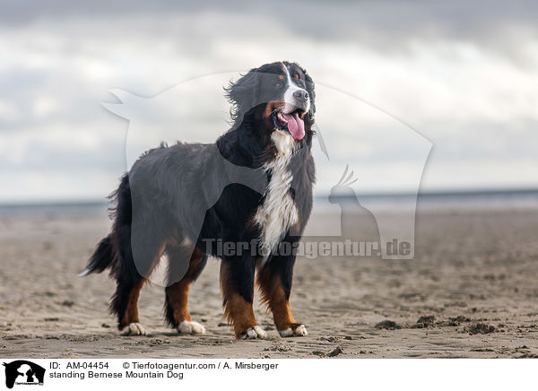 standing Bernese Mountain Dog / AM-04454
