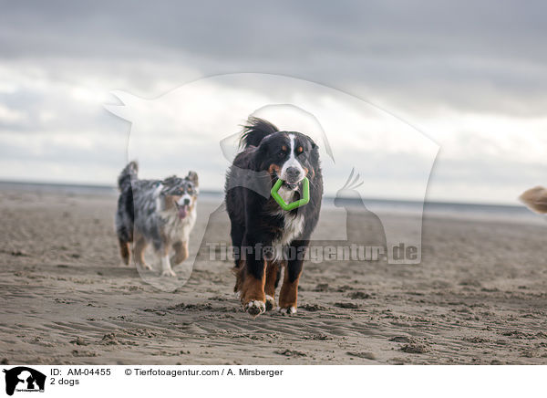 2 dogs / AM-04455