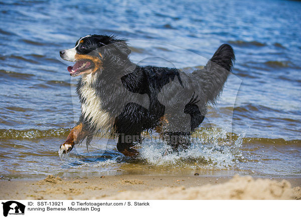 running Bernese Mountain Dog / SST-13921