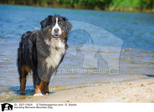 standing Bernese Mountain Dog / SST-13924