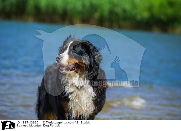 Bernese Mountain Dog Portrait / SST-13925