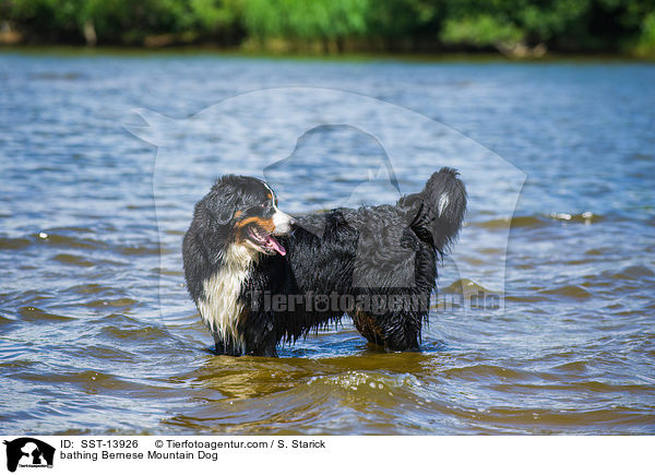 bathing Bernese Mountain Dog / SST-13926