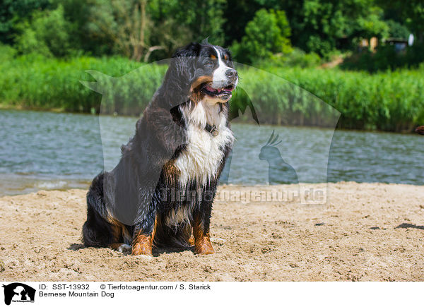 Bernese Mountain Dog / SST-13932