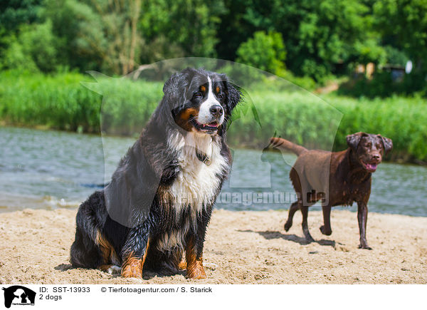 2 dogs / SST-13933