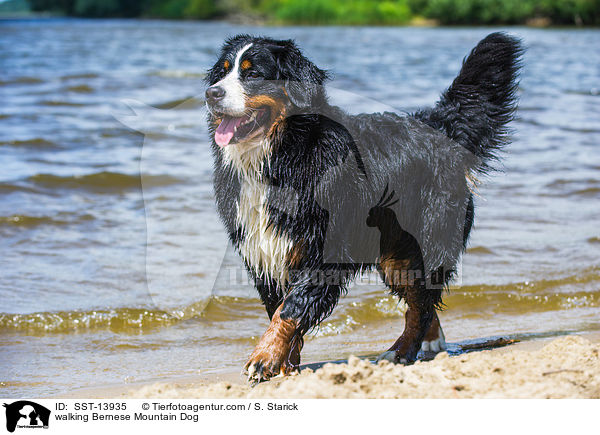 walking Bernese Mountain Dog / SST-13935
