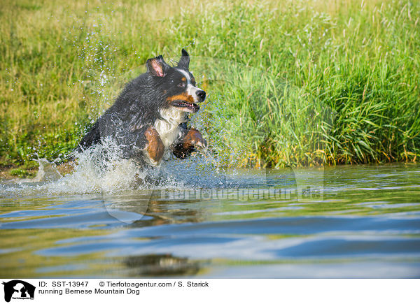 running Bernese Mountain Dog / SST-13947