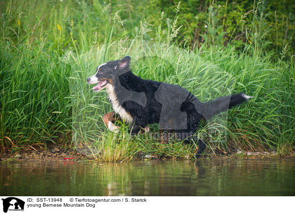 young Bernese Mountain Dog / SST-13948