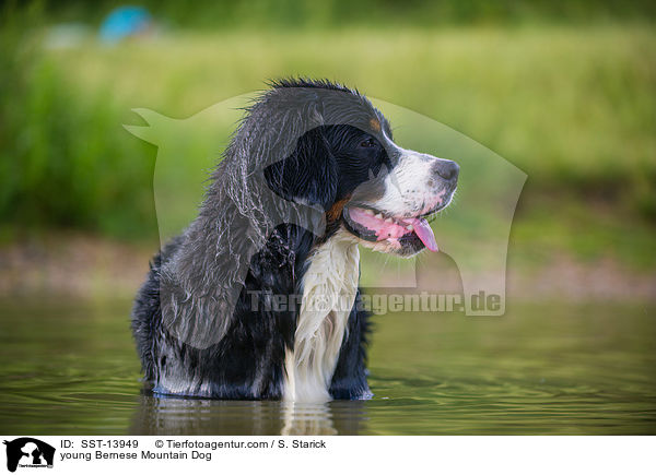 young Bernese Mountain Dog / SST-13949