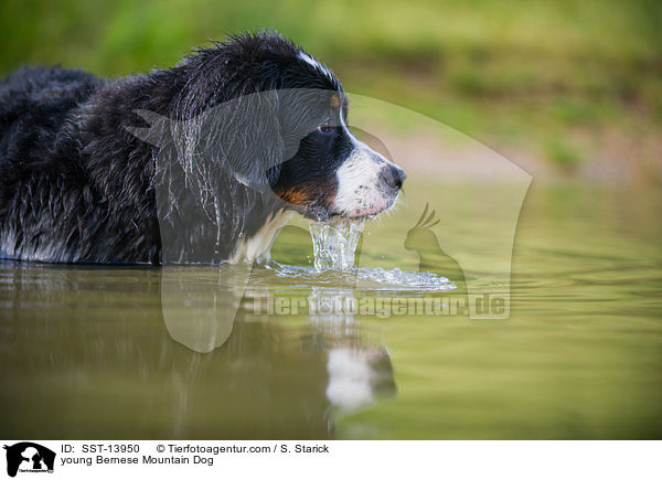 young Bernese Mountain Dog / SST-13950