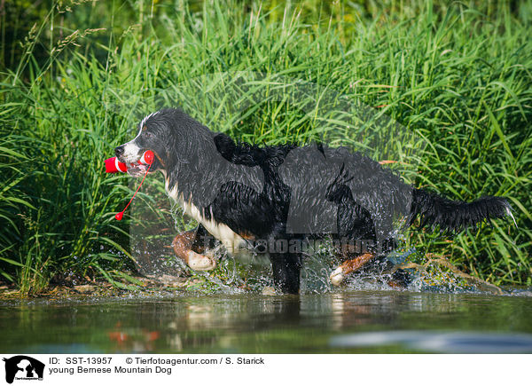 junger Berner Sennenhund / young Bernese Mountain Dog / SST-13957