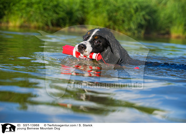 junger Berner Sennenhund / young Bernese Mountain Dog / SST-13968