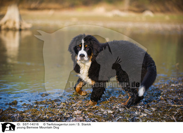 young Bernese Mountain Dog / SST-14016