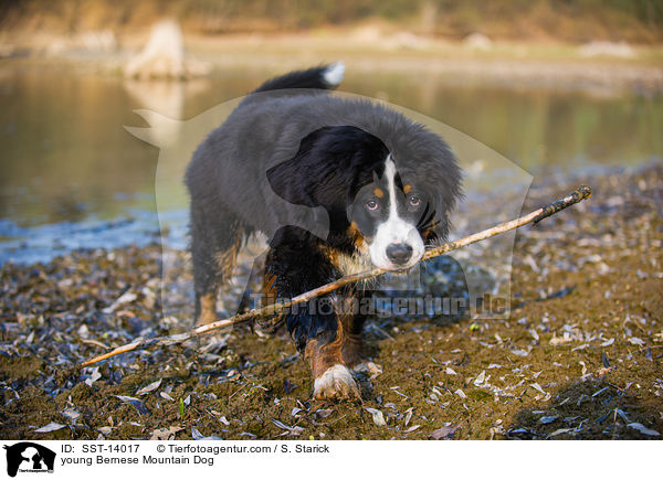 young Bernese Mountain Dog / SST-14017