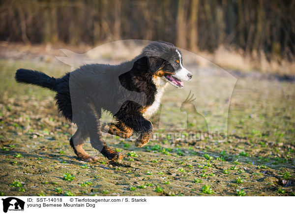 young Bernese Mountain Dog / SST-14018