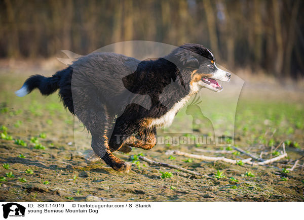 young Bernese Mountain Dog / SST-14019