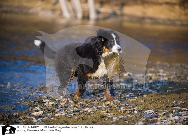 young Bernese Mountain Dog / SST-14021