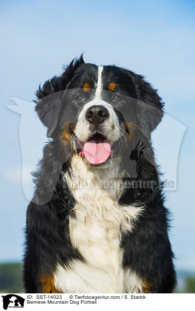 Bernese Mountain Dog Portrait / SST-14023
