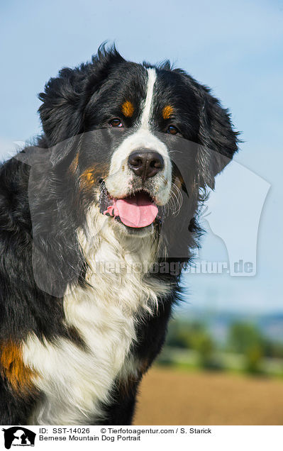 Bernese Mountain Dog Portrait / SST-14026