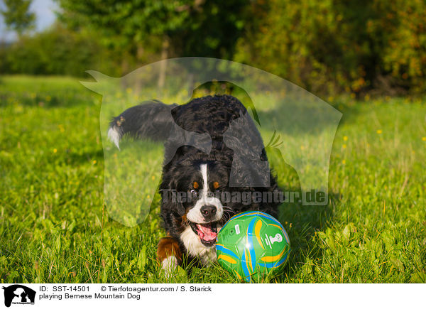 playing Bernese Mountain Dog / SST-14501