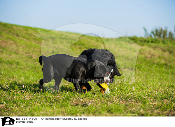playing dogs / SST-14505