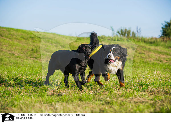 spielende Hunde / playing dogs / SST-14506