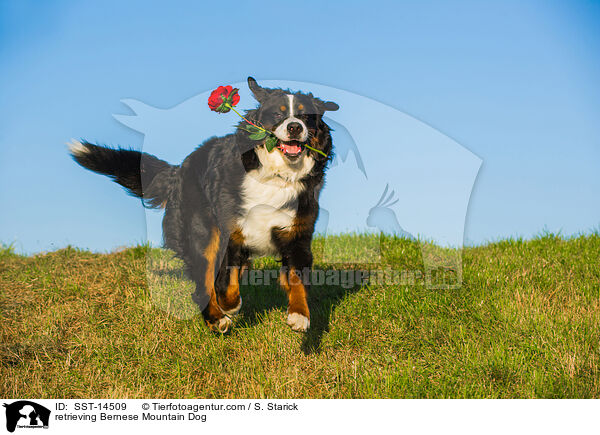 retrieving Bernese Mountain Dog / SST-14509