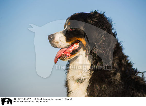 Bernese Mountain Dog Portrait / SST-14512