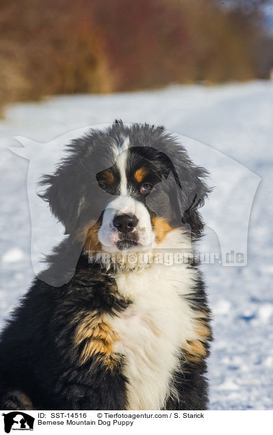 Bernese Mountain Dog Puppy / SST-14516