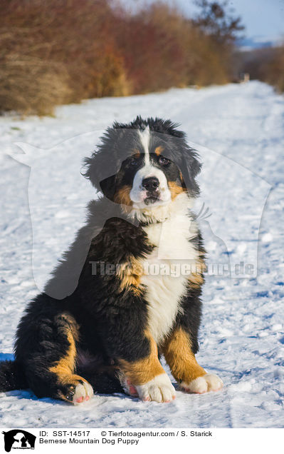 Bernese Mountain Dog Puppy / SST-14517