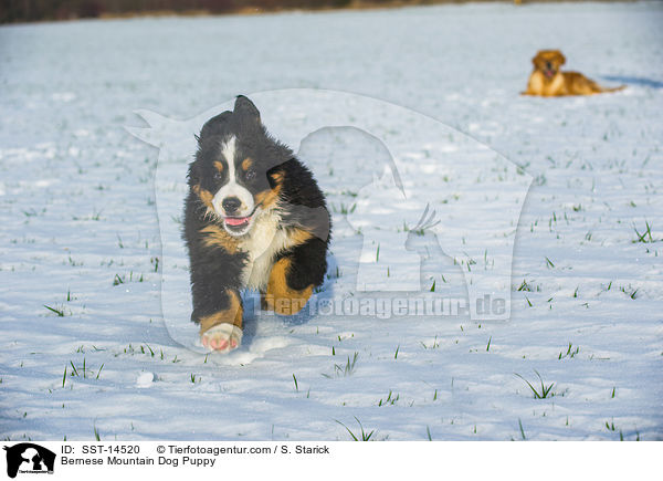 Bernese Mountain Dog Puppy / SST-14520