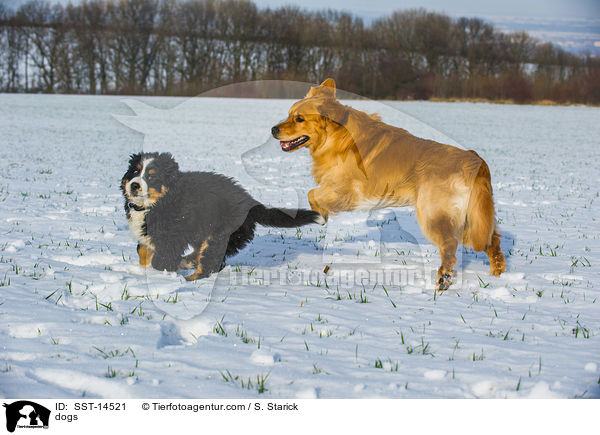 dogs / SST-14521