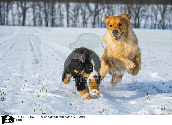 dogs / SST-14523