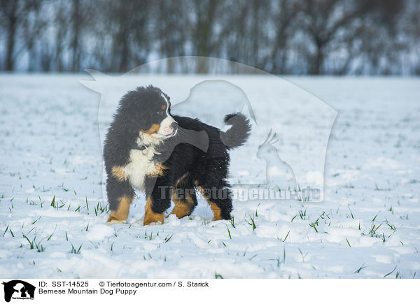 Bernese Mountain Dog Puppy / SST-14525