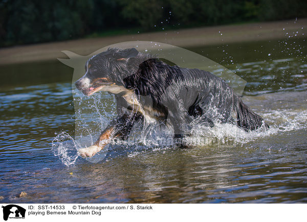 playing Bernese Mountain Dog / SST-14533