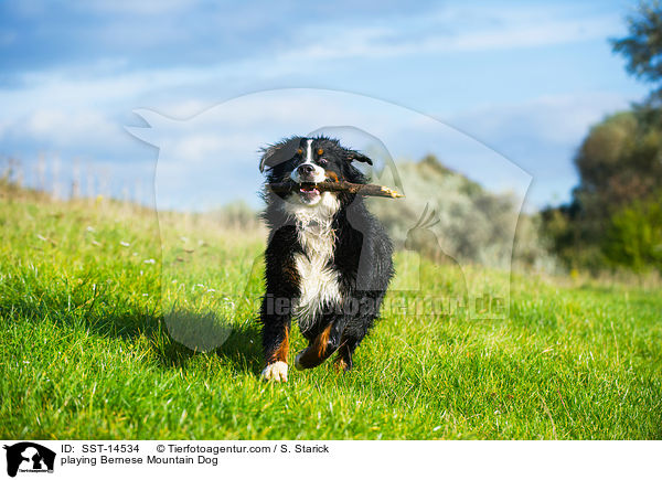 playing Bernese Mountain Dog / SST-14534