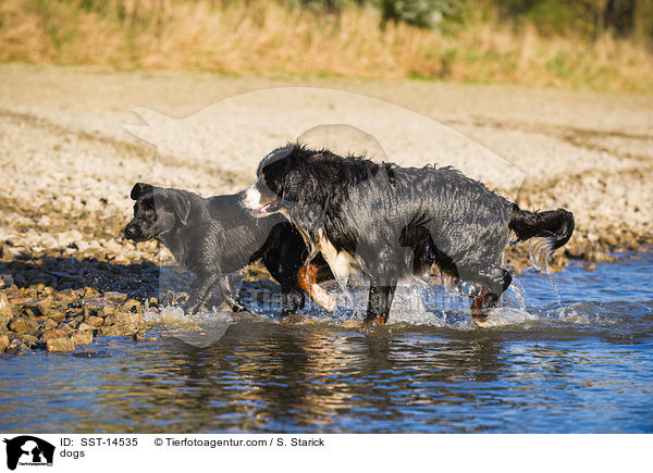 dogs / SST-14535
