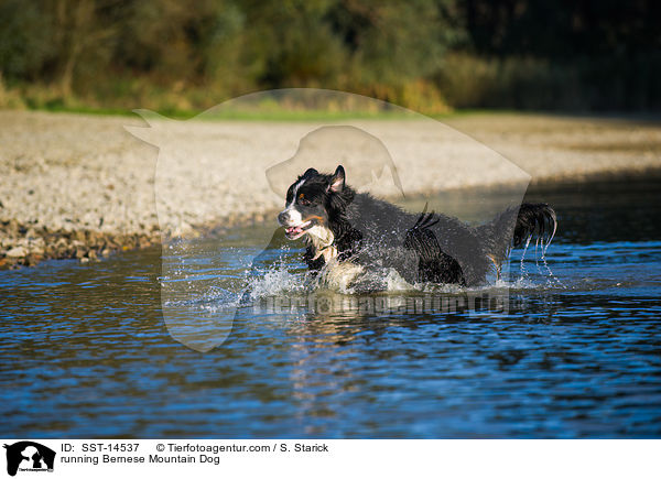 running Bernese Mountain Dog / SST-14537