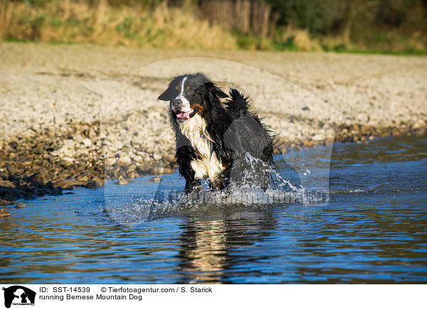 running Bernese Mountain Dog / SST-14539