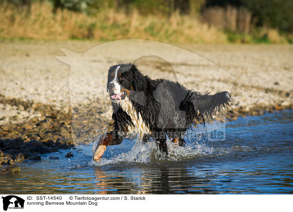 running Bernese Mountain Dog / SST-14540