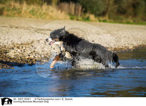 running Bernese Mountain Dog / SST-14541