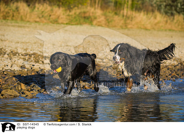 playing dogs / SST-14545