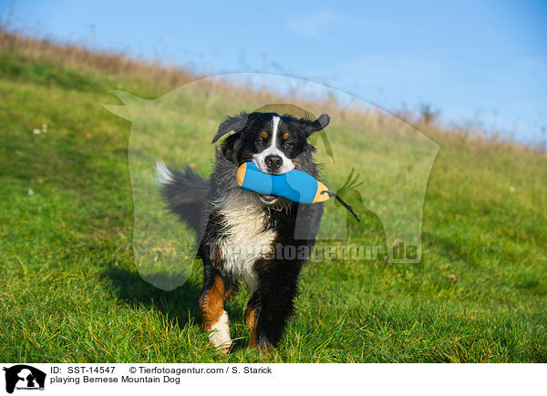 playing Bernese Mountain Dog / SST-14547